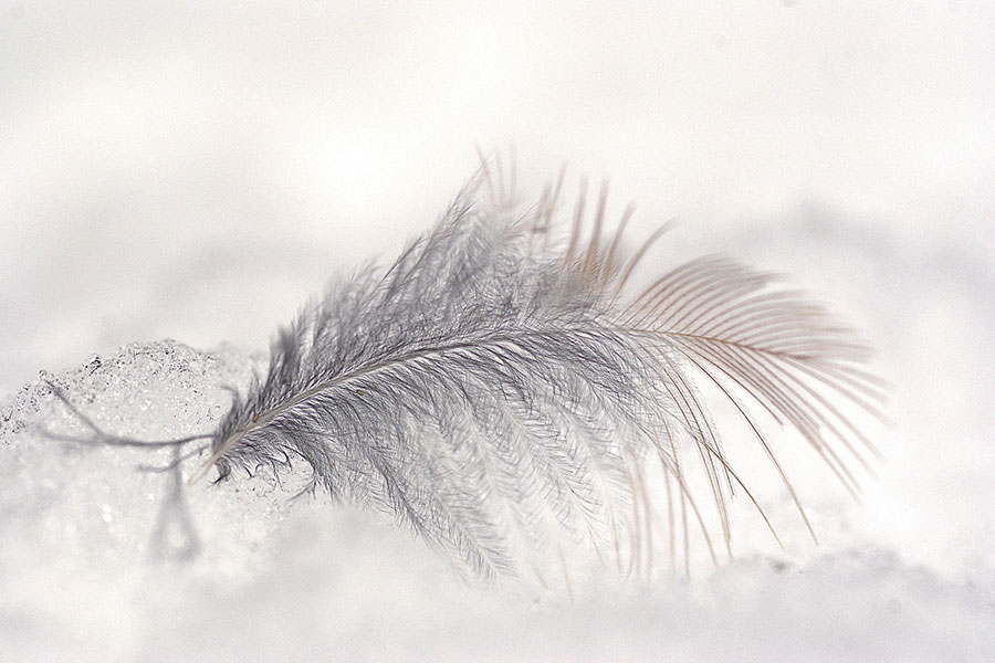 feather