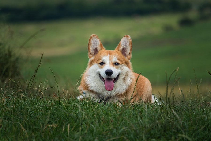 dog on grass