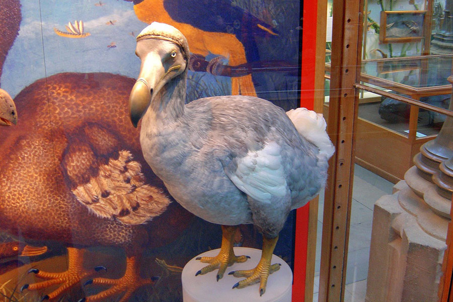 taxidermied dodo bird