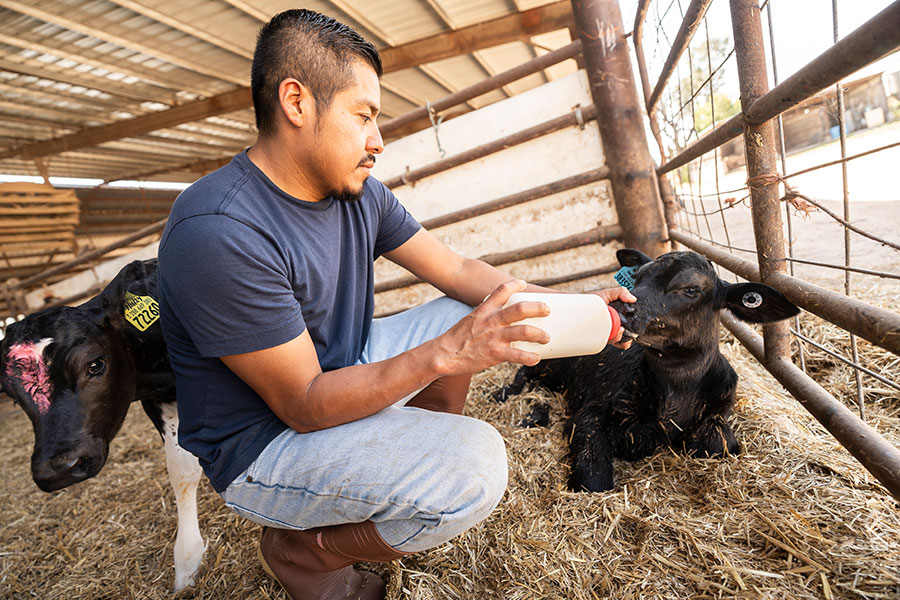 man giving bottle to calf