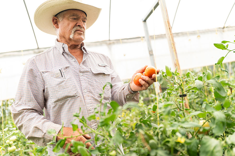 man holding tomatoes