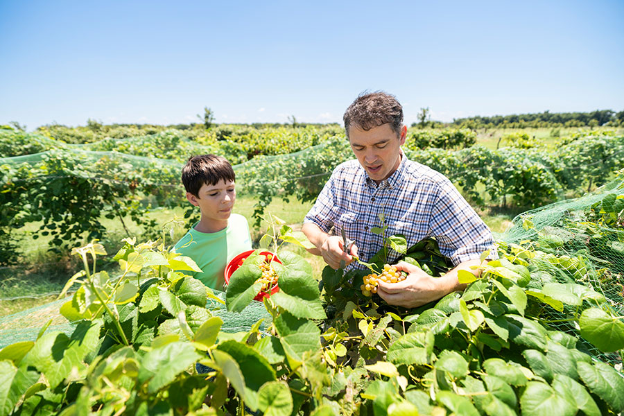 father and son with grapes