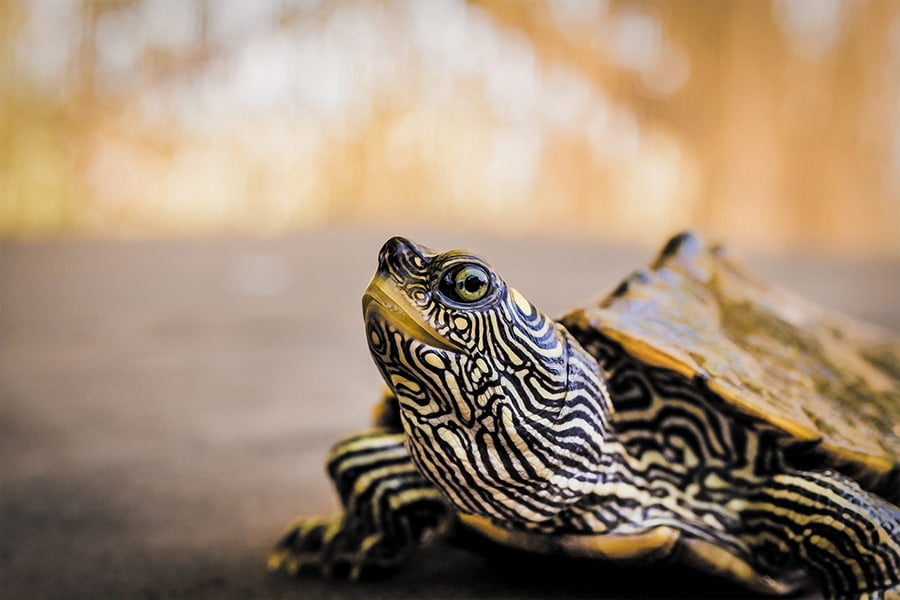 Close-up photo of a turtle (Fabio Grandis/Pixabay.com)