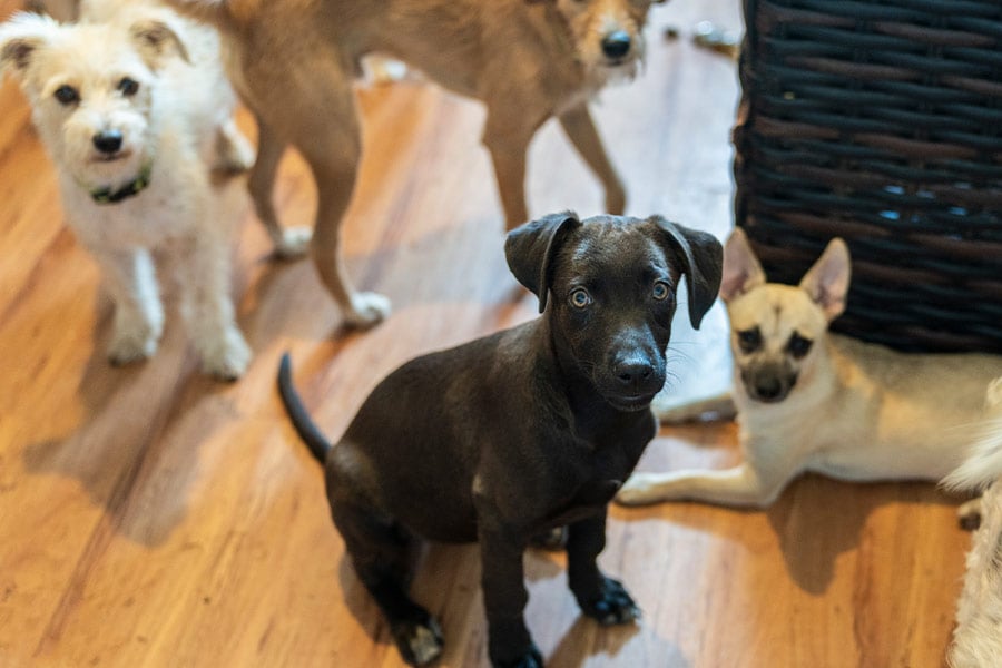 Dogs awaiting adoption at Lost Paws Rescue of Texas. (NTC/Juan Guajardo)