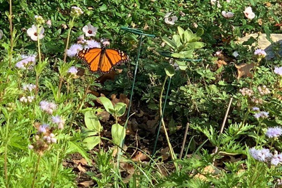 monarch butterfly
