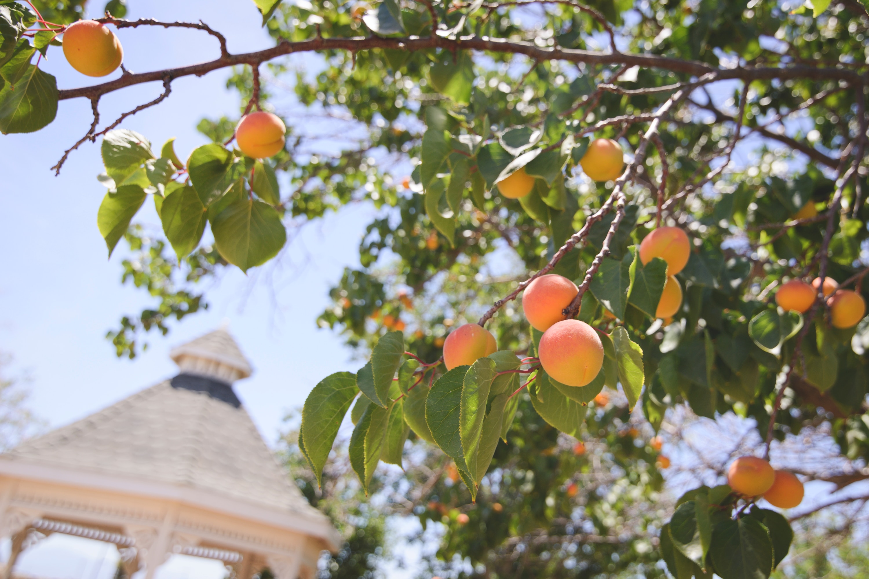 peach tree