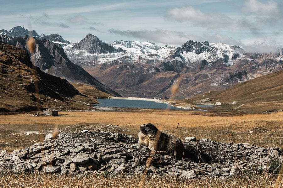 groundhog before mountains